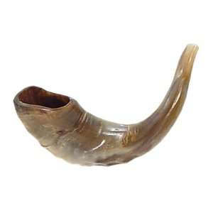 Shofar for Jewish Holiday. Traditional Shofar (Rams Horn), Medium Size 
