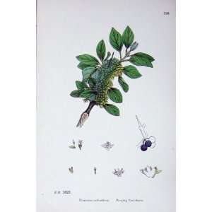  Botany Plants C1902 Purging Buckthorn Rhamnus Flower