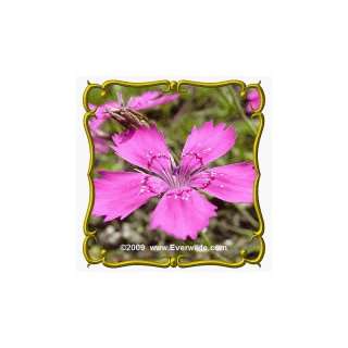   Pinks (Dianthus deltoides) Bulk Wildflower Seeds Patio, Lawn & Garden