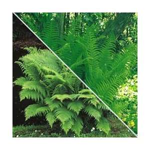  Duo Fern Collection
