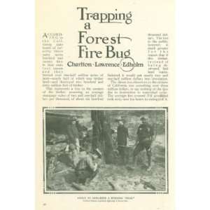   1911 Preventing Forest Fires Fire Rangers California 