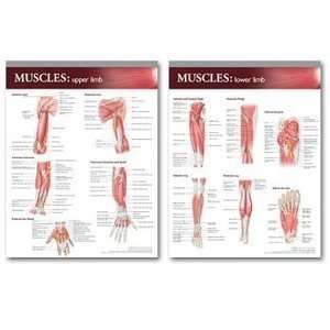 Atlas of Anatomy Musculature Chart/Poster Set  Industrial 
