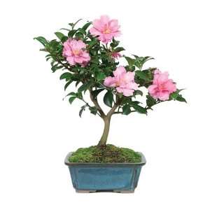 Camellia Bonsai  Grocery & Gourmet Food