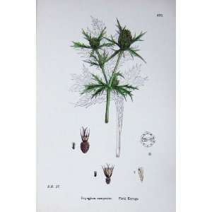  Botany Plants C1902 Field Eryngo Eryngium Campestre: Home 