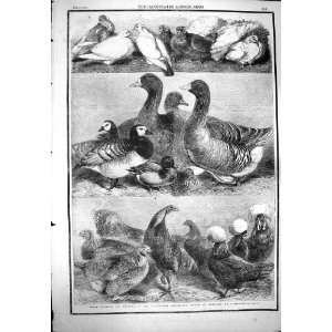  1861 POULTRY PIGEON BIRMINGHAM EXHIBITION BIRDS WEIR: Home 