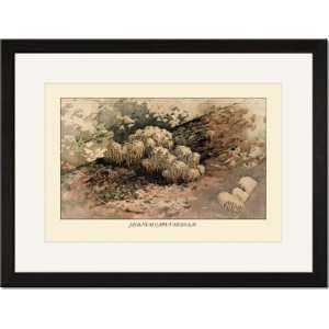   Matted Print 17x23, Hydnum Caput   Medusae:  Home & Kitchen