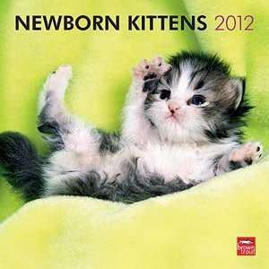  2012 Newborn Kittens Calendar: Office Products