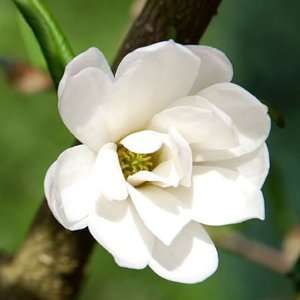  Magnolia Fragrance Oil Candle Soap 1oz: Everything Else