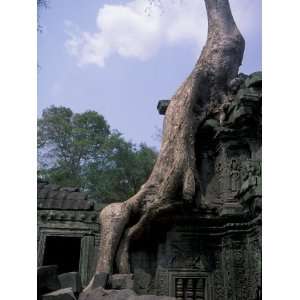  Silk Cotton Trees at Ta Prohm, Angkor, Cambodia Stretched 