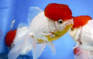   Imported Fancy Chinese Goldfish red cap fish koi pond NDK  