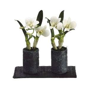 Dendrobium Orchid Plant in Clay Pot x2 in Acetate Box Green (Pack 