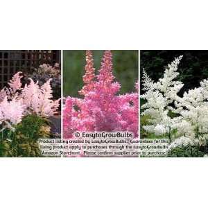 Astilbe Cotton Candy Collection   9 plants   3 8 eye bare root plants 