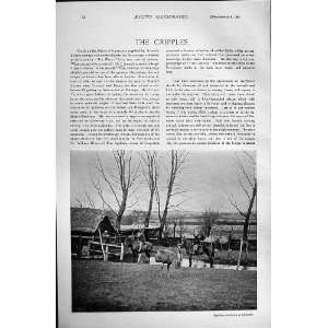    1895 HORSE RACING SPORT CRIPPLES WALPOLE LAWSON LOE