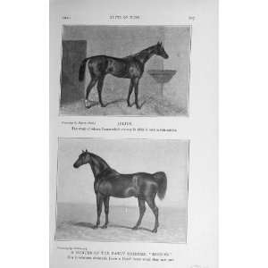  1914 Julius Horse Cesarewitch Hunter Nimrod Sport