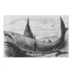  Basking Shark Harpers Weekly October 24, 1868 Poster (10 