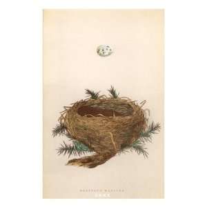  Dartford Warbler Egg and Nest Giclee Poster Print, 24x32 