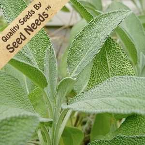  100 Seeds, Sage Herb Broad Leaved (Salvia officinalis 