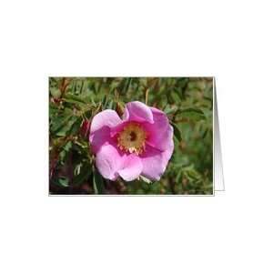  Rosy Pink Rose Collections Blank Card Card Health 