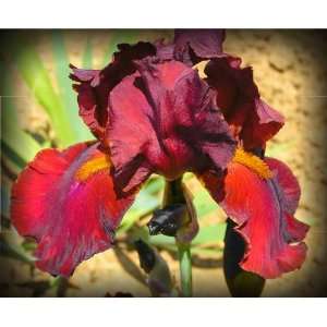  Red Polish Tall Bearded Iris Rhizome Iridaceae 1 Bulb 