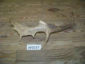 Real Fallow Deer Antler Shed use for handles AF0237  