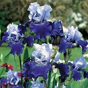    Best Bet Tall Bearded German Iris 3 Bulbs Patio, Lawn & Garden