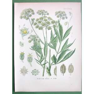 GARDEN LOVAGE Levisticum Officinale   SUPERB Antique Botanical Print 