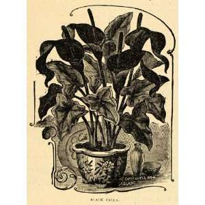  1896 Print Black Calla Lily Flowers Art Arum Sanctum 