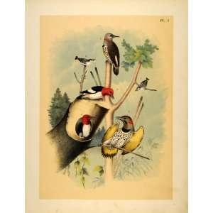  1881 Chromolithograph Red headed Woodpecker Nuthatch 