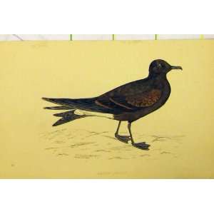   C1880 Hand Coloured Print LeachS Petrel Bird Antique: Home & Kitchen
