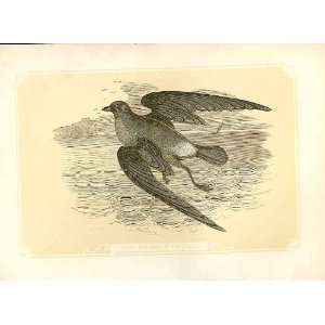  The St Ormy Petrel 1860 Coloured Engraving Birds