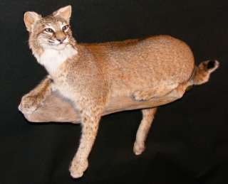 Bobcat Taxidermy NEW Mount Art Deer Fox Lynx Coyote Hunt Fur Wildlife 