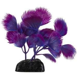   Betta Plant   Fan Palm & Red (Quantity of 4)