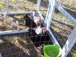 Backyard Coop Plans .. for turkey, chicken, duck, hatching eggs 