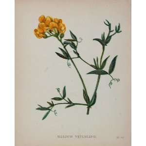   Botanical Print Meadow Vetchling Pea Vine Lathyrus   Original Print