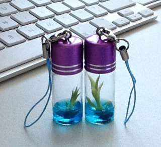 10 Pack Real Growable Lucky Bamboo Pet Plant In a Bottle Keychain 