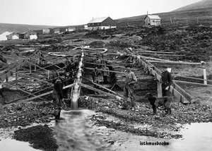 Anvil Creek Gold Mine Alaska 1916 Mining Miners Photo  