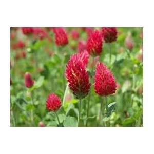  Crimson Clover Seed, 30g package: Patio, Lawn & Garden