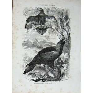   CassellS Birds C1870 Bold Wedge Tailed Eagles Audax