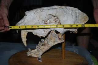 14 Saber Tooth Cat Real Skull Fossil Museum Quality  