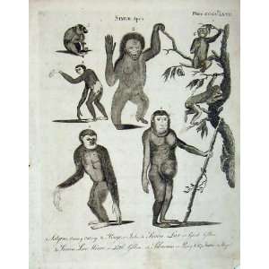    Encyclopaedia Britannica Simlae Apes Gibbon Mammals
