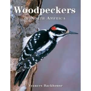New Firefly Woodpecker 28 Species Of The North American Woodpecker 100 