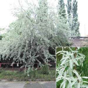 RUSSIAN OLIVE TREE Elaeagnus angustifolia 50 seeds  