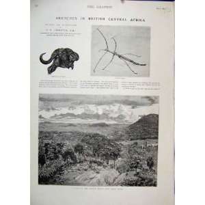    Africa 1895 Mlanje Range Zomba Stick Insect Buffalo