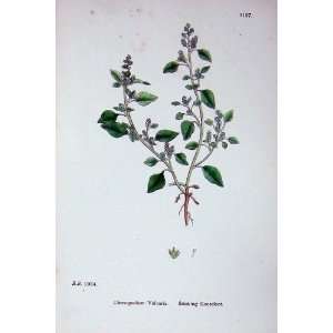 Sowerby Plants C1902 Stinking Goosefoot Chenopodium