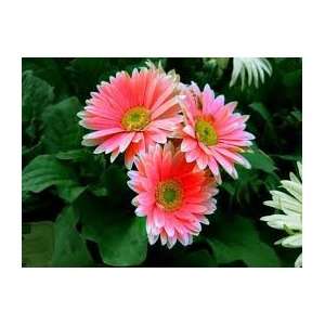    Candy Dream Zinnia Flower Seed Pack CLEARANCE Patio, Lawn & Garden