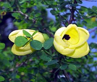 Bauhinia tomentosa RARE YELLOW ORCHID TREE ~SEEDS~  