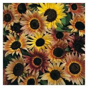  Sunflower SEEDS : Pastiche: Patio, Lawn & Garden