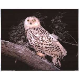   Owl Bird Tree in Wild   Photography Poster   16 x 20