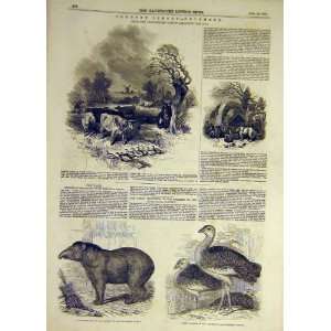 1847 Tapir Country Scenes Farm Bustards Old Print: Home 