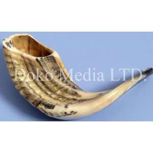  Medium Size Authentic Natural Rams Horn Shofar 